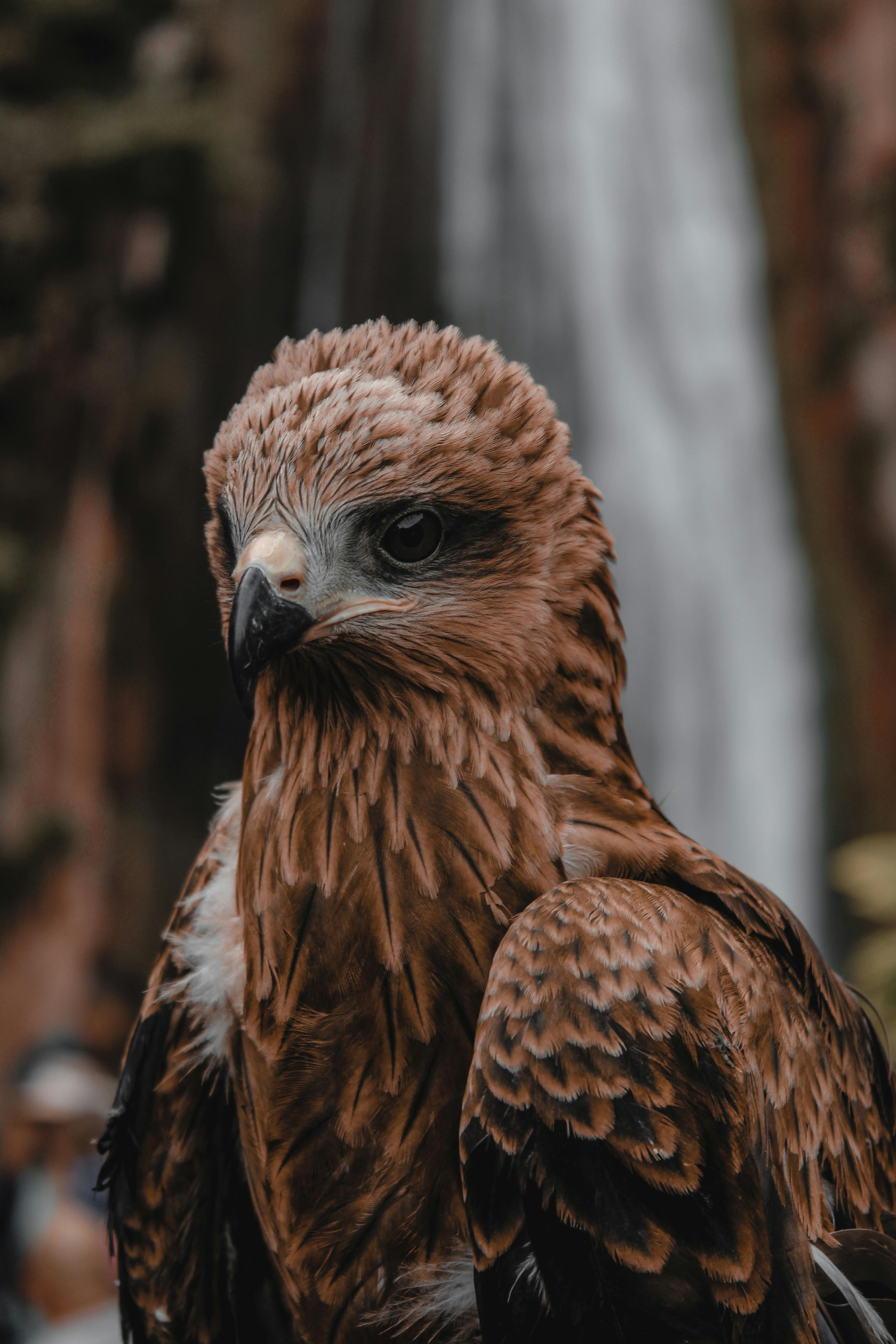 pexels-djo-hm-1356243-2904176